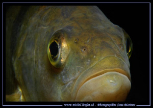 Face to Face with this big and I guess very old and very ... by Michel Lonfat 